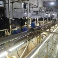 کارگر ماهر جهت شیردوشی