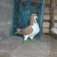 کفتر راست زرد و جوجه
