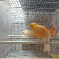 قناری سوپری پرتقالی وموزاییکی،ورسمی بلند|پرنده|تهران, مینی‌سیتی (شهرک نفت)|دیوار