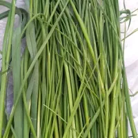 سیر محلی  تازه