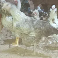 مرغ وخروس زینتی کل مرغ وخروس جوجه زیرمرغ ب شرط تخم|حیوانات مزرعه|میبد, |دیوار