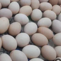 تخم مرغ محلی نطفه دار