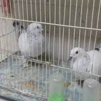 کبوتر شامی. ویک کبوتر بادکنکی|پرنده|مشهد, بهمن|دیوار