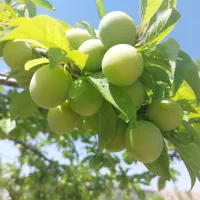 فروش زمین ۹۰۰۰ متری سنددار داخل روستا|فروش زمین و ملک کلنگی|کاغذکنان, |دیوار