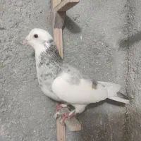 سرور ابلغ هفت رنگ  نر پرشی