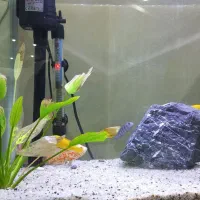 آکواریوم دلسا