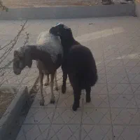 میش و بره نر