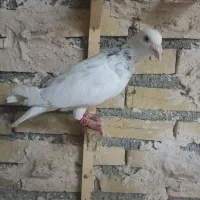 ۴تا کفتر پرشی بومب