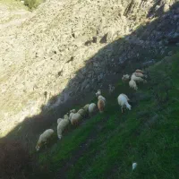 بره نر|حیوانات مزرعه|کلیبر, |دیوار