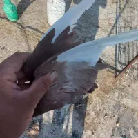 زرد پلنگ وگلی پلنگ|پرنده|رفسنجان, |دیوار