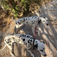 سگ دالمیشن|سگ|دماوند, دماوند|دیوار