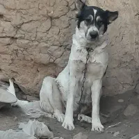 سگ لاس قدرجونی شکم پر فی مناسب|سگ|خمینیشهر, |دیوار
