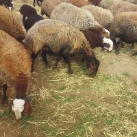 32 گوسفند|حیوانات مزرعه|گیان, |دیوار