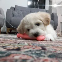 سگ شیتزو شیری ماده|سگ|پیشوا, |دیوار