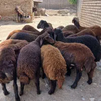 بره