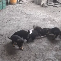 توله ژرمن|سگ|سنگر, |دیوار