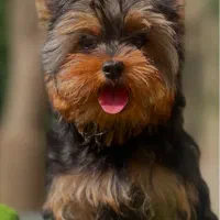 توله پودل یورک شایر ژرمن