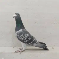 سه تا دونه پلاکی