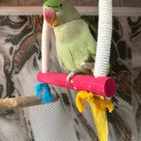 شاه طوطی سخنگو