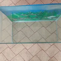 آکواریوم شیشه خم|ماهی|زنجان, |دیوار