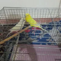 معاوض باجوجه قناری نر