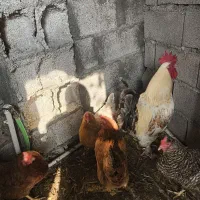 حیوانات مزرعه