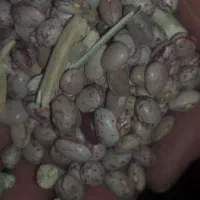 فروش لوبیا چیتی