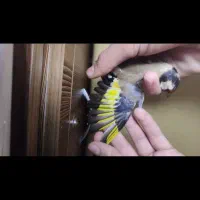 سهره وحشی ماده|پرنده|نقده, |دیوار