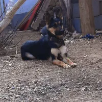 واگذاری سگ ژرمن