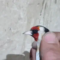 ۸عدد سره همه نر هستند