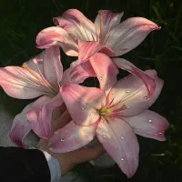 دارمد اسان با ویپاد