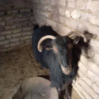 بز و کره|حیوانات مزرعه|رفسنجان, |دیوار