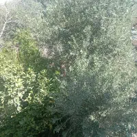 زمین چهاردیواری روستا