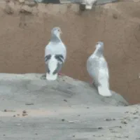 کفتر جوجه کشی