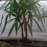 گل وگیاه|گل و گیاه طبیعی|شلمان, |دیوار