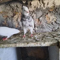 طوقی|پرنده|سرپل ذهاب, |دیوار