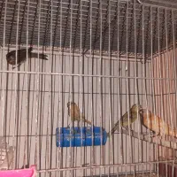 قناری نرو ماده