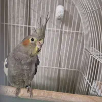 عروس هلندی نر