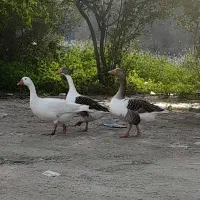 ۳عدد غاز وحشی به فروش  می‌رسد