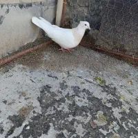 طوقی ماده