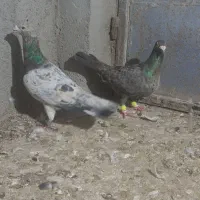 نرماده سرور