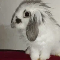 بچه خرگوش لیو هند و لپ|موش و خرگوش|پاوه, |دیوار