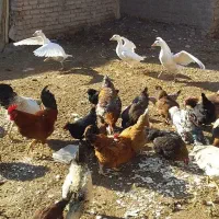 جوجه غازومرغ تخمگذاروخروس وجوجه محلی