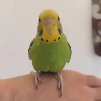 جفت مرغ عشق بامزه و کاملاً دستی + قفس و لوازم کامل|پرنده|مهاباد (آذربایجان غربی), |دیوار