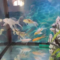 آکواریوم خارجی با میز و ماهی و وسایل کامل|ماهی|لنجان, |دیوار