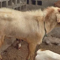 فروش نری مخصوص مال ...بزرگ و هیکلی|حیوانات مزرعه|میناب, |دیوار