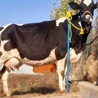 گاو شیری هلشتاین بدون گوساله|حیوانات مزرعه|بندر ترکمن, |دیوار