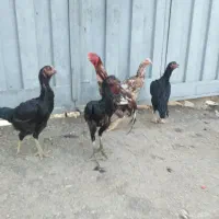 ۷ عدد مرغ و خروس لاری توعکس معلومه حضوری هم بیا|حیوانات مزرعه|ویسیان, |دیوار
