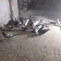 کبوتر یا کفتر شهری بهبانی پلاکی|پرنده|شیراز, شریف‌آباد|دیوار