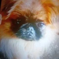 سگ پیکینز شاه توله امپریال